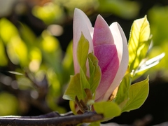 Magnolia