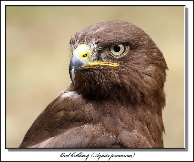 Vtáčí portrét:-)