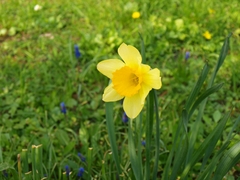 narcis