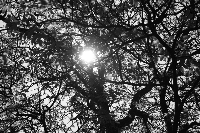 Slnko v korune stromu