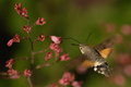 Macroglossum stellatarum