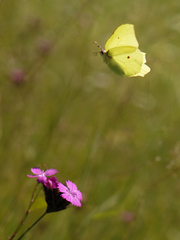Žltáčik rešetliakový II.