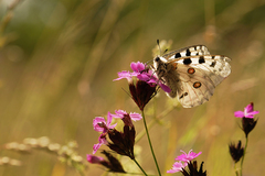 Plachtič po pristátí