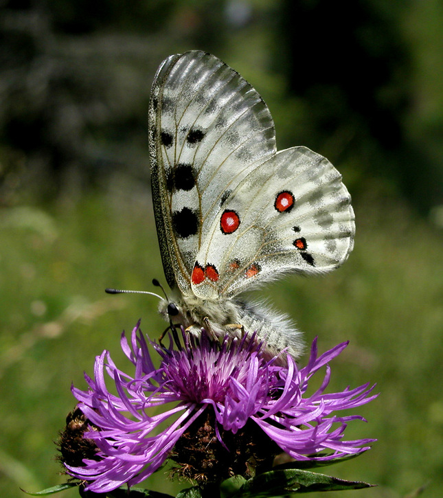 Parnassius apollo