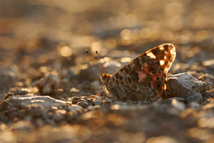 Vanessa cardui...v solárku