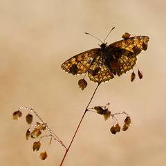 V Brmbolcove XXVIII.