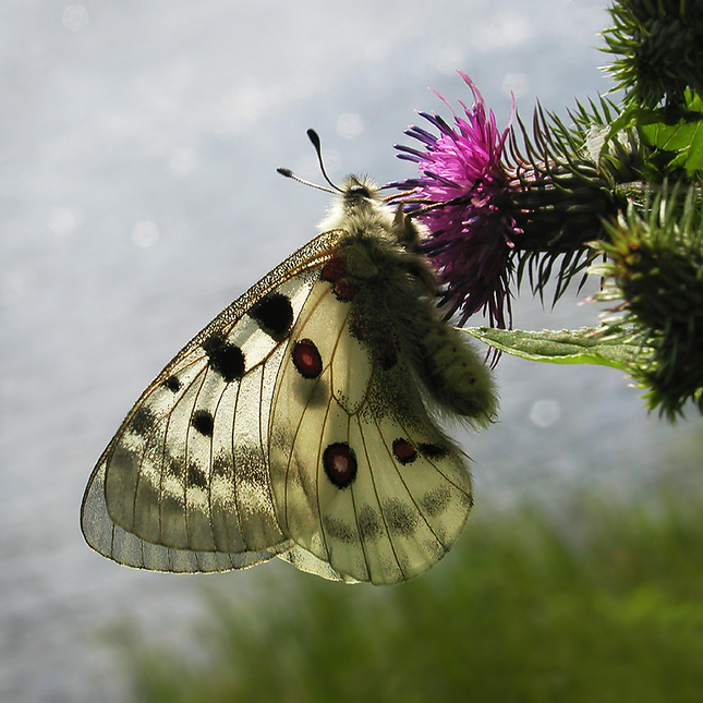Parnassius apollo II.