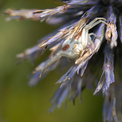 Nástrahy Brmbolcova