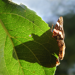 Babôčka tienistá-Atalanta tenebr