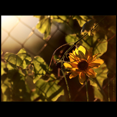 ........svetielková............