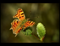 Babôčka zubatokrídla-(Polygonia 