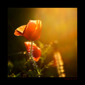 o svetle................  