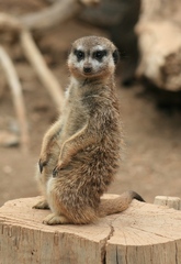 Meerkat