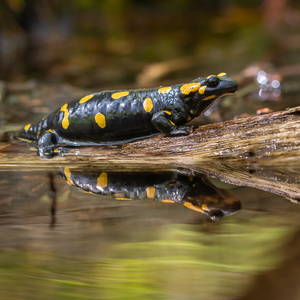 salamandra :)