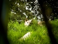 Canis lupus
