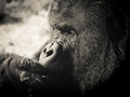 King Kong