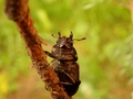 locanus cervus