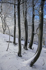 Zima v Karpatoch III.