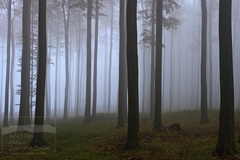 1. 11. 2016  "Dušičkový les"