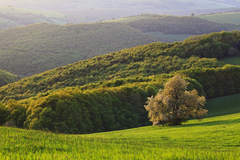 Na lúke pri lese...