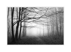 V lese za udiarňou II.