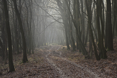 V lese nad Klížskym Hradišťom
