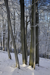 Zima v Karpatoch II.