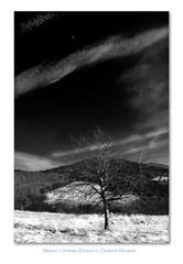 Mesiac a strom
