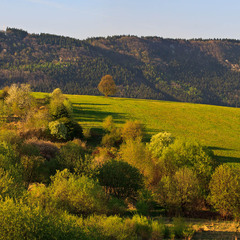 Zelená sa krajina