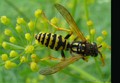 Mladý Sting