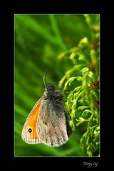 Očkáň pohánkový (Coenonympha pam