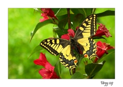Vidlochvost feniklový - Papilio 
