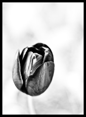 Tulipan... fan fan... :)