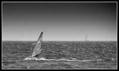 Windsurfer