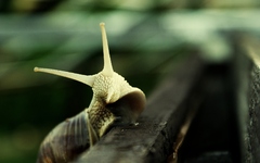 slimáčik máčik...