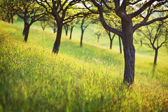 Ráno v ovocnom sade