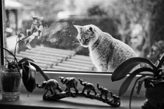 O mačkách a ľuďoch