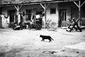 Čierna mačka