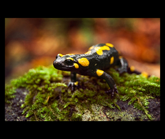 Salamandra