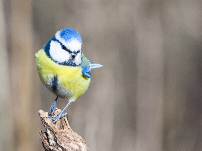 Cyanistes caeruleus I.