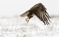 Myšiak lesný (Buteo buteo) I.