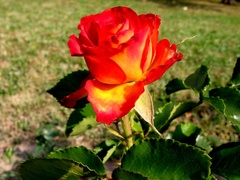Krásna ako ruža