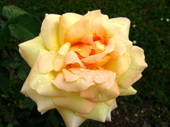 Ružička červena (žltá)