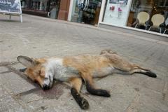 fox