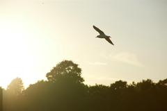 Jonathan Seagull