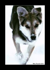 my  dog