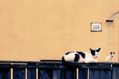 cats