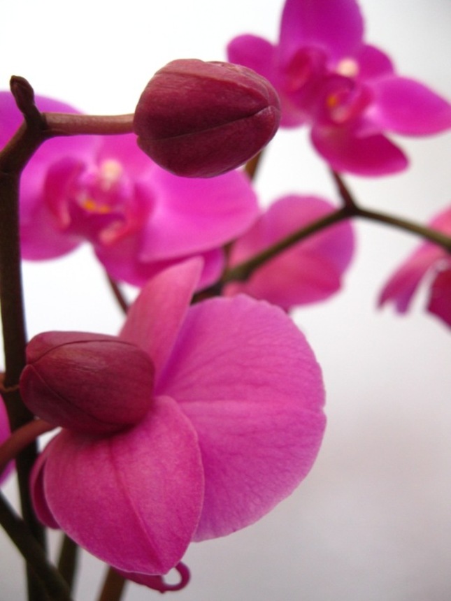 orchidea II.
