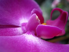 Orchidea