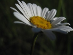 margarétka